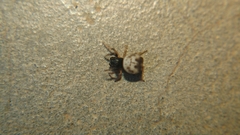 Gasteracanthinae