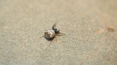 Gasteracanthinae