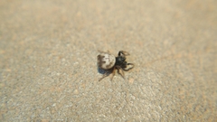 Gasteracanthinae