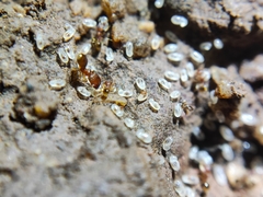 Pheidole pieli
