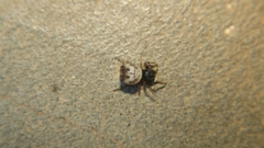 Gasteracanthinae
