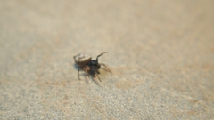 Gasteracanthinae