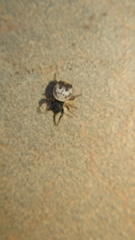 Gasteracanthinae