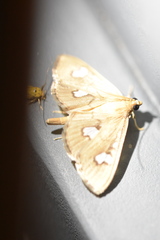 Nosophora