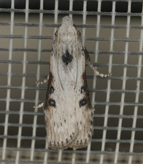 Lamoria anella