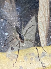 Aglaoctenus lagotis