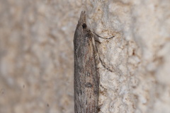 Lamoria anella