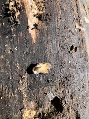 Philomycus carolinianus