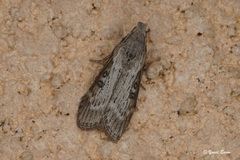 Lamoria anella