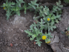 Grangea maderaspatana