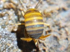 Myrmecophilidae