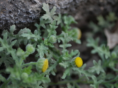 Grangea maderaspatana