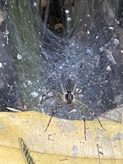 Aglaoctenus lagotis