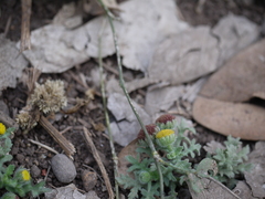 Grangea maderaspatana