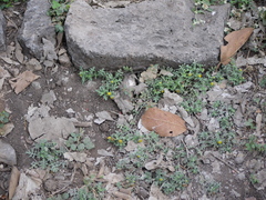 Grangea maderaspatana