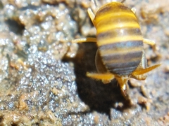 Myrmecophilidae