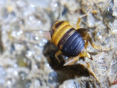 Myrmecophilidae