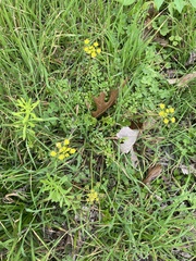 Tauschia texana