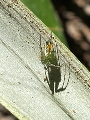 Mangora