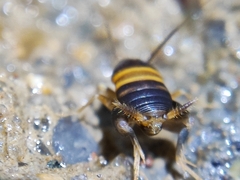 Myrmecophilidae