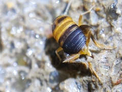 Myrmecophilidae