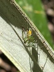 Mangora