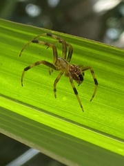 Araneus venatrix