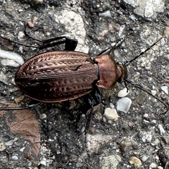 Carabus arvensis