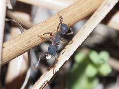 Cyphomyrmex rimosus