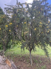 Senna polyphylla