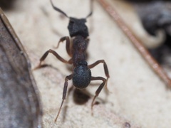 Cyphomyrmex rimosus