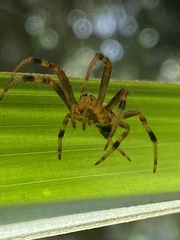 Araneus venatrix