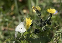 Pieris rapae