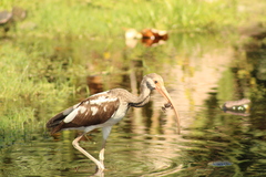Decapoda