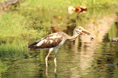 Decapoda