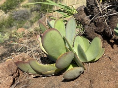 Kalanchoe thyrsiflora