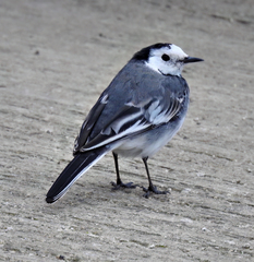 Motacilla alba