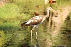 Decapoda