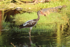 Decapoda