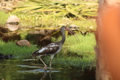 Decapoda