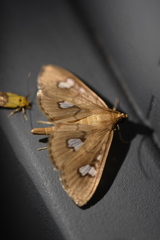 Nosophora