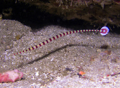 Dunckerocampus dactyliophorus