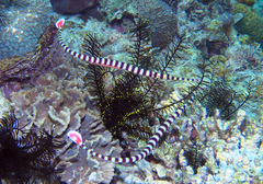 Dunckerocampus dactyliophorus