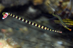 Dunckerocampus dactyliophorus