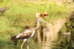 Decapoda