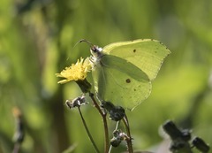 Gonepteryx rhamni