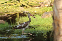 Decapoda
