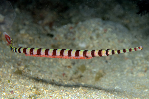 Banded pipefish (Dunckerocampus dactyliophorus) — Syngnathidae — 2