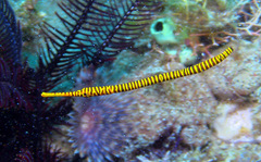 Dunckerocampus pessuliferus