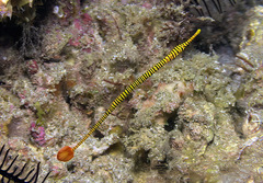 Dunckerocampus pessuliferus